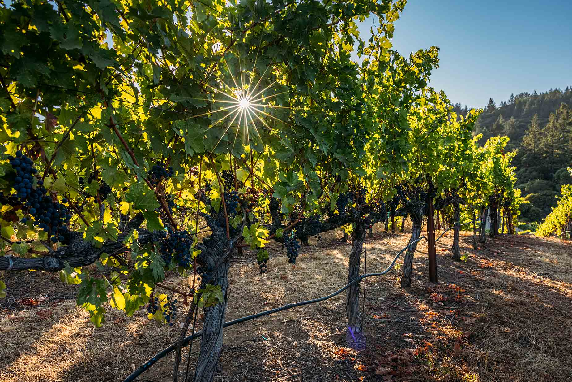 Immortal Winery Sunrise In Vineyard
